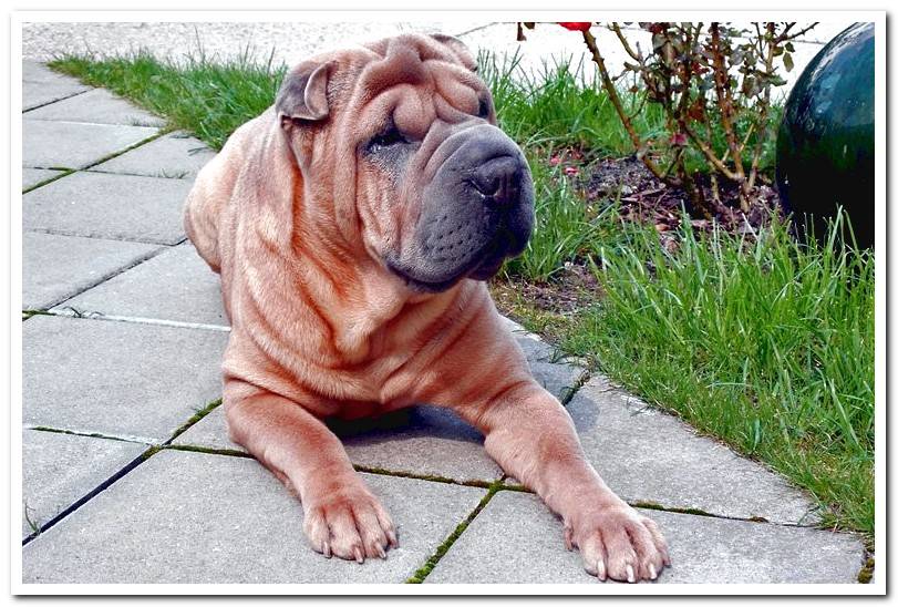 shar-pei-con-amiloidosis