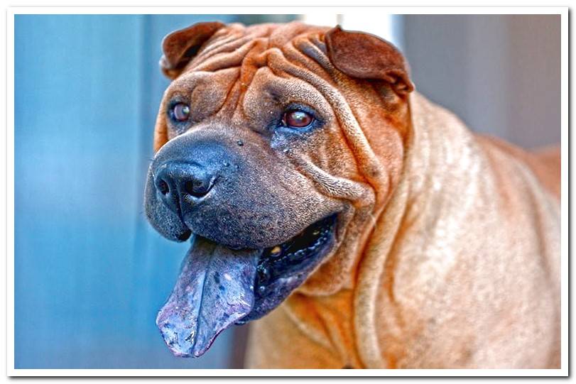 shar-pei-with-the-blue-tongue