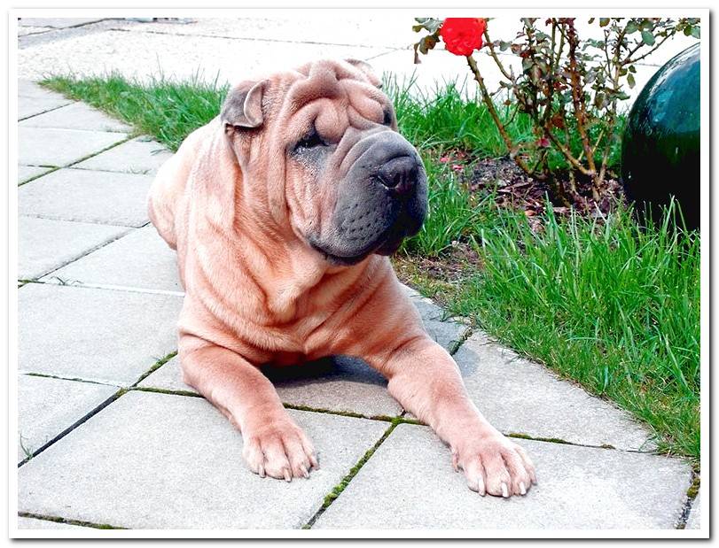 shar-pei