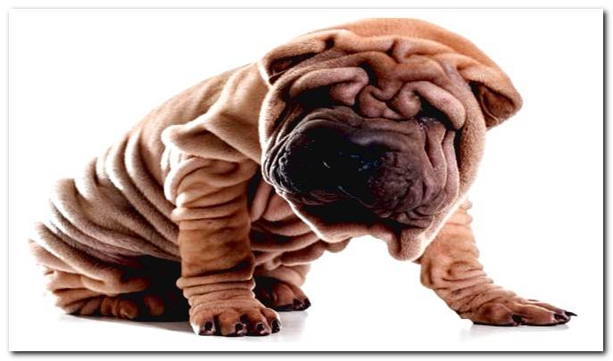 shar pei