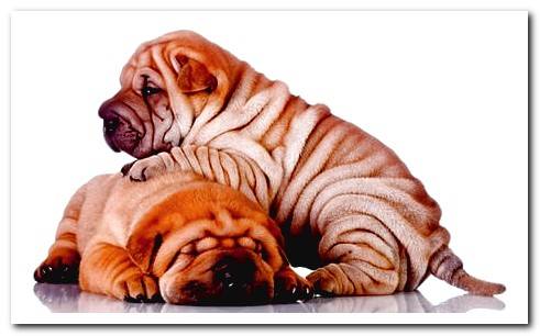 sharpei