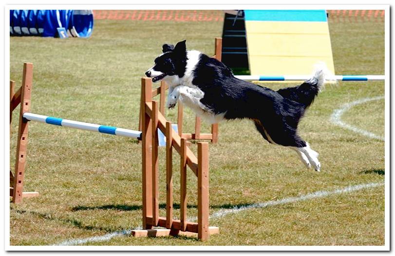 dog-shepherd-jump-obstacles-in-agility