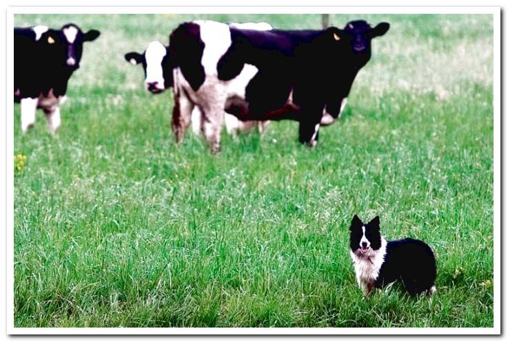 shepherd-dog-next-to-cattle