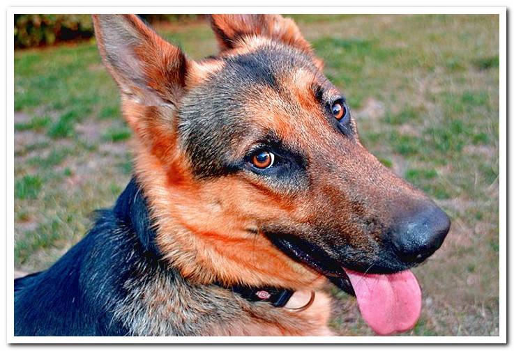 shepherd-dog-with-tongue-out