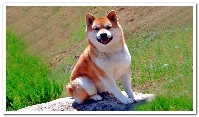 Shiba Inu