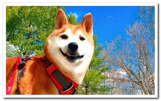 shiba breed dog