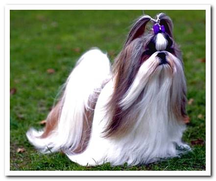 shih tzu hairstyle