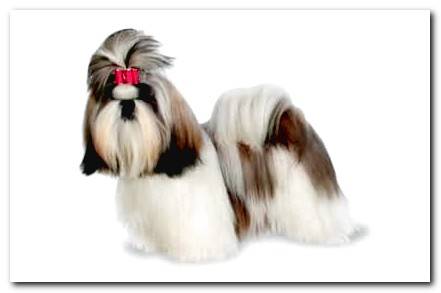 shih tzu famous