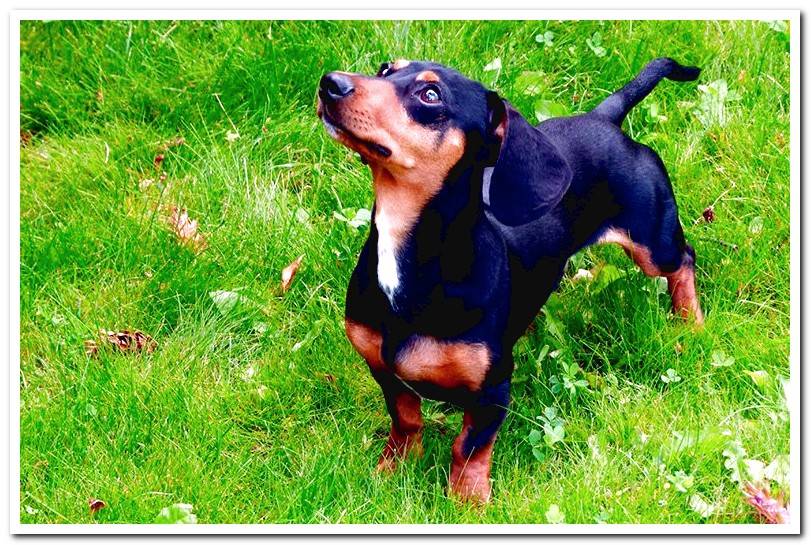 short-haired-dachshund-dog-on-the-grass