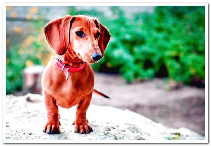 short-haired-dachshund-on-a-rock