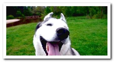 siberian-husky-sitting-in-the-garden