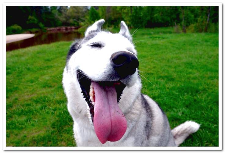 siberian-husky-sitting-in-the-garden