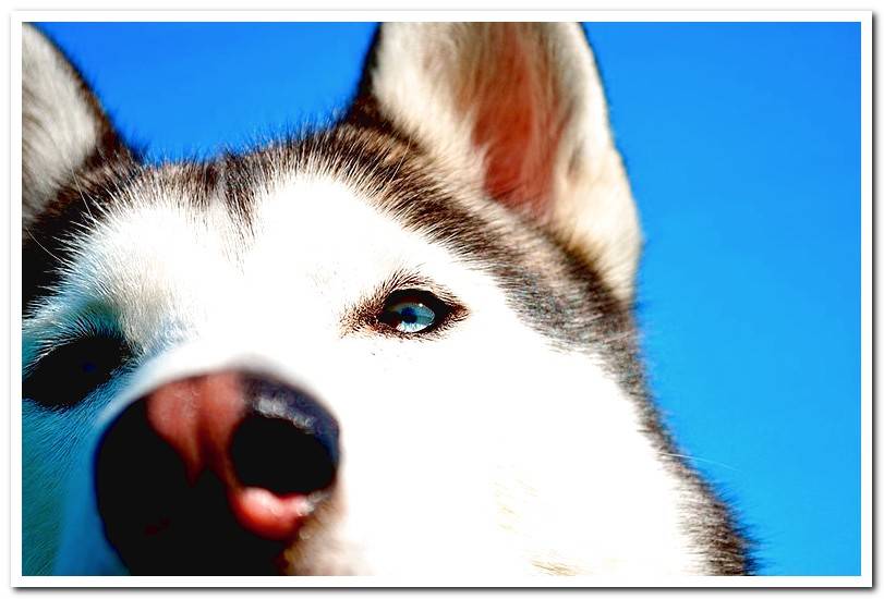 husky-siberian-nose-stripped