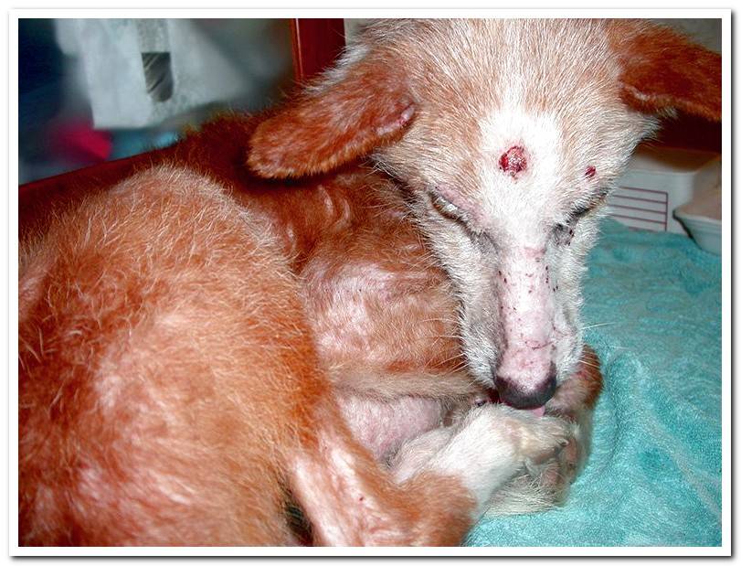 sick-dog-with-scabies-sarcoptica