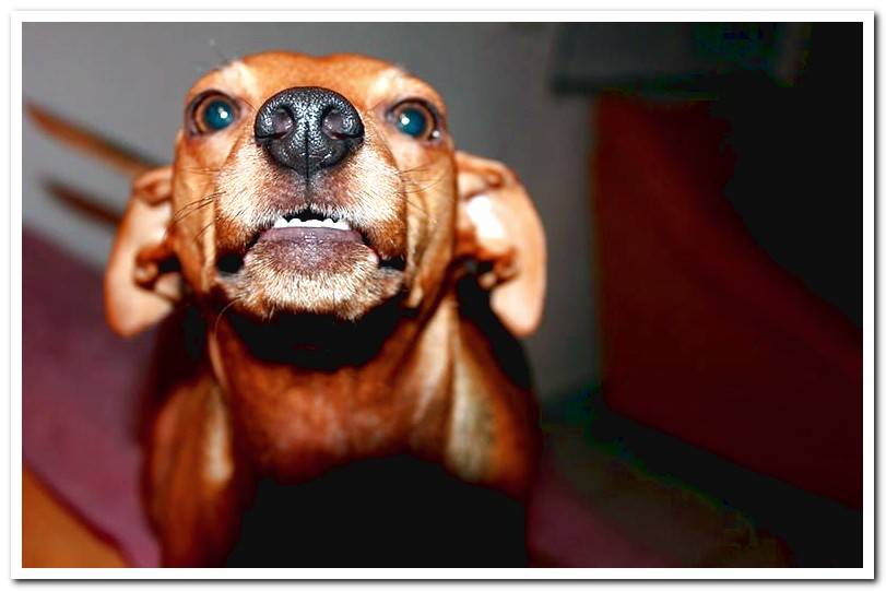 How do you know if a dog is angry? 7 Clear signs