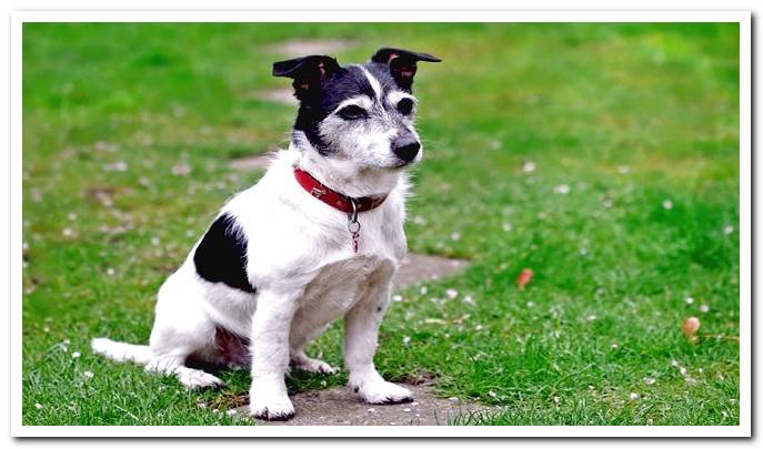 dog in dog training class