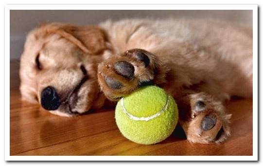 dog asleep on its paws