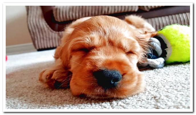 puppy-sleeping