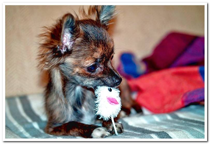 small-dog-swallows-a-toy