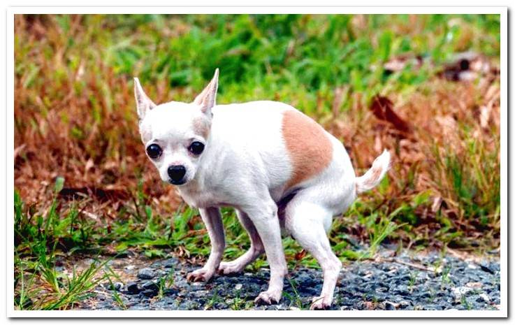 small-dog-with-diarrhea
