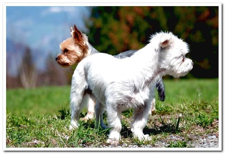 small-dogs-playing