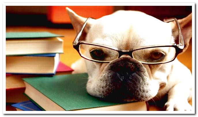 smart dog