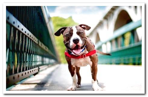 pit bull smiling