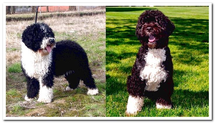 Spanish-and-Portuguese-water-dog