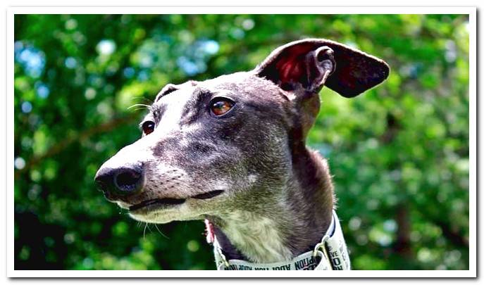 spanish greyhound