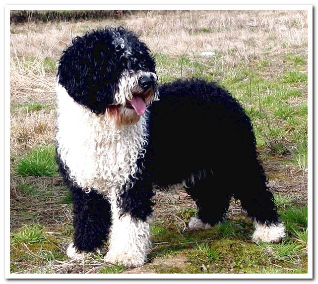 spanish-water-dog-in-the-garden