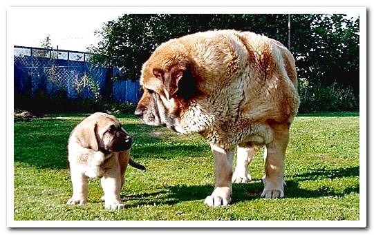 spanish mastiff puppy