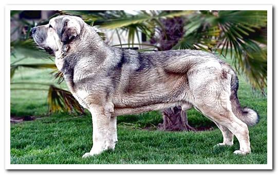 body of the spanish mastiff