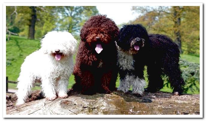 spanish water dog