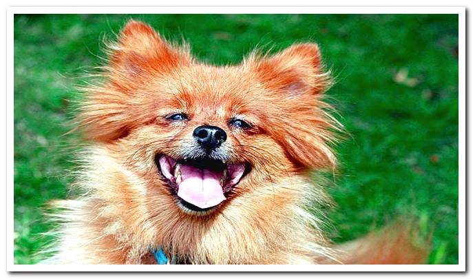 dog of breed spitz smiling