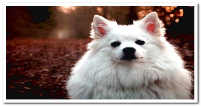 albino white german spitz