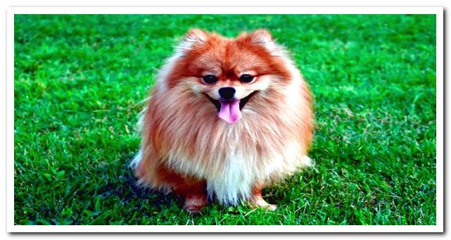 small german spitz sitting in the garden