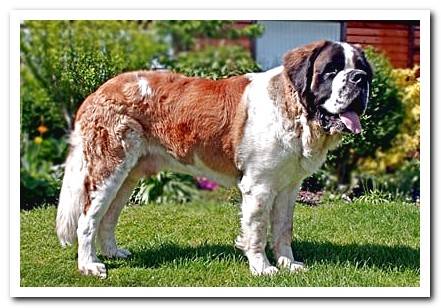 Saint Bernard