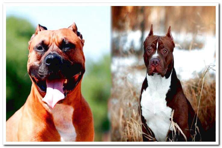 Pitbull and American Staffordshire Terrier Differences