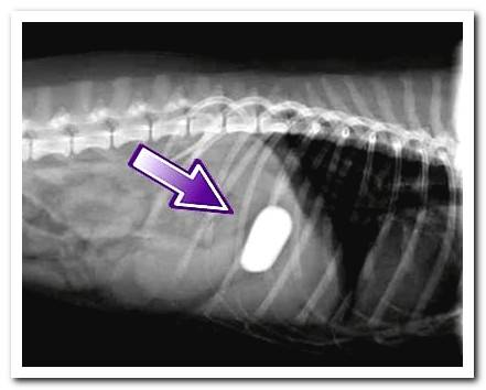 stone in a dog's stomach