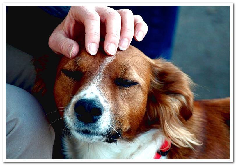 Where and how to pet a dog to relax? Find out!