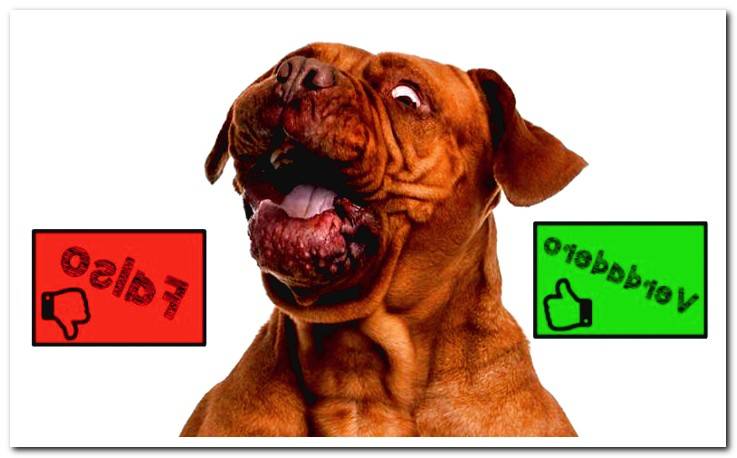 dog-surprised