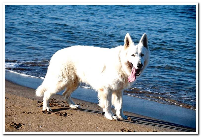 swiss-shepherd-on-the-beach