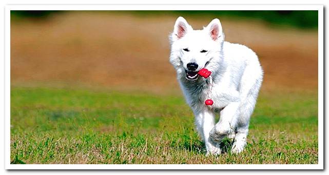 swiss shepherd playing on the grass