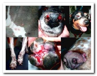 Canine leishmaniasis - symptoms, contagion and treatment