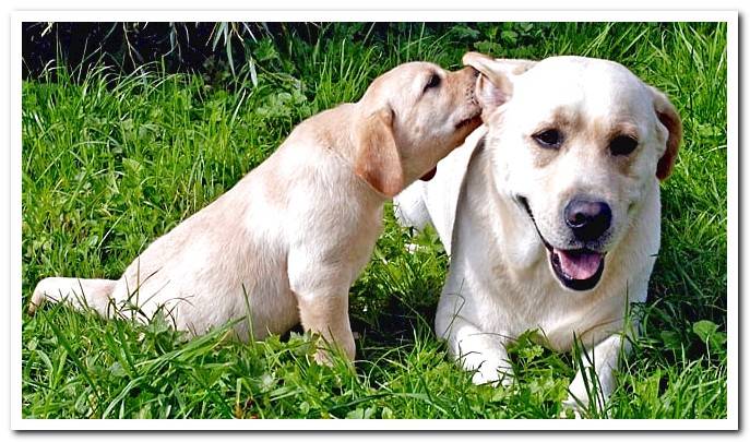 take care of labrador puppy