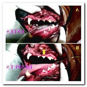 cleaning a dog's teeth