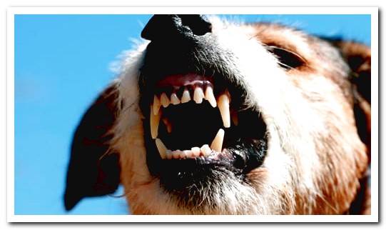 dog showing his teeth