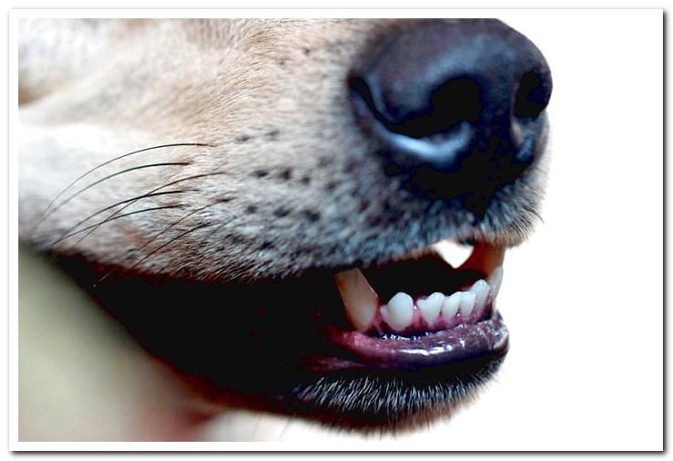 teeth-of-a-dog