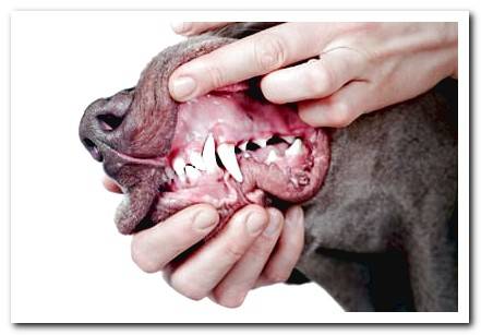 definitive teeth of a dog