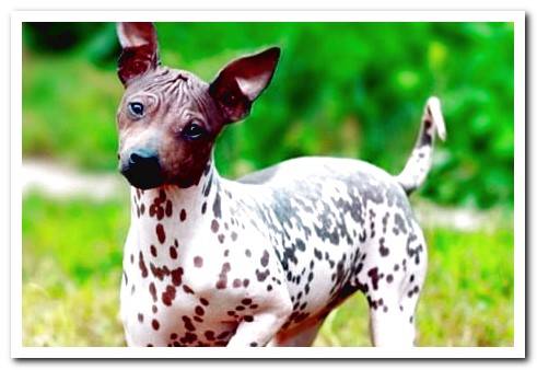 hairless american terrier